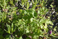 Pelargonium odoratissimum
