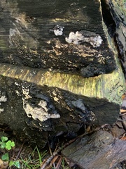 Heterobasidion annosum