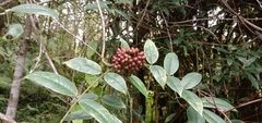 Zanthoxylum