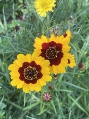 Coreopsis tinctoria