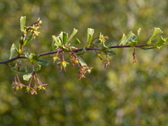 Dodonaea triangularis