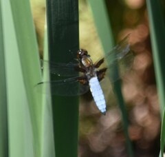 Libellula depressa