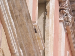 Ptyonoprogne rupestris