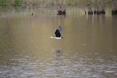 Microcarbo melanoleucos