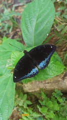 Lexias dirtea