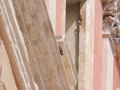 Ptyonoprogne rupestris