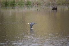 Microcarbo melanoleucos