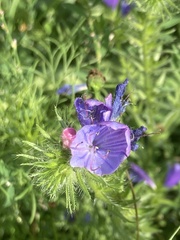 Echium