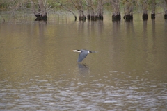 Microcarbo melanoleucos