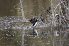 Microcarbo melanoleucos