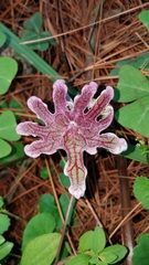 Psacalium peltatum