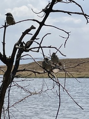 Histurgops ruficauda