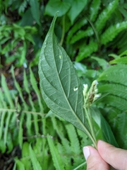 Lepidagathis formosensis