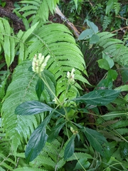 Lepidagathis formosensis