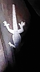 Hemidactylus frenatus