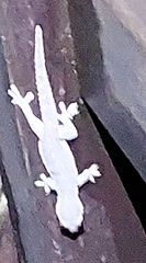 Hemidactylus frenatus