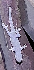 Hemidactylus frenatus