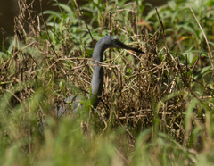 Egretta novaehollandiae
