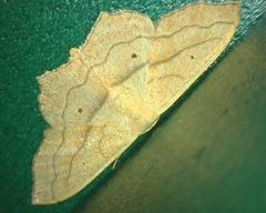 Scopula imitaria