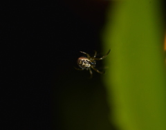 Zygiella x-notata