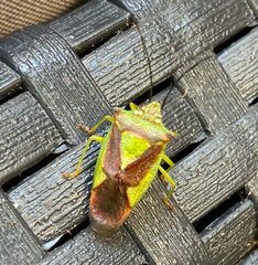 Acanthosoma haemorrhoidale