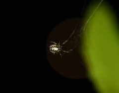 Zygiella x-notata