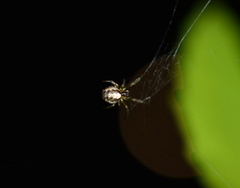 Zygiella x-notata