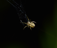 Zygiella x-notata