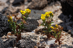 Senecio leucanthemifolius