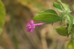 Ruellia inundata