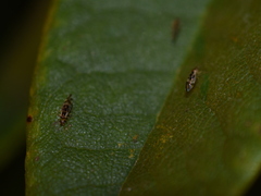 Graphopsocus