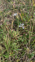 Dianthus superbus