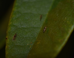 Graphopsocus