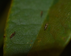 Graphopsocus