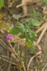 Ruellia inundata