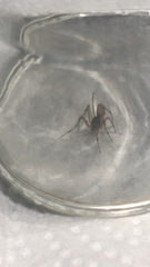 Trachelas tranquillus