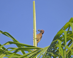 Melanerpes striatus