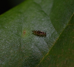 Graphopsocus