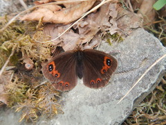 Erebia