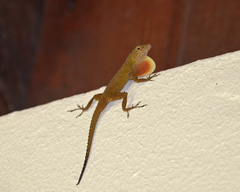 Anolis distichus