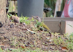 Picus canus guerini