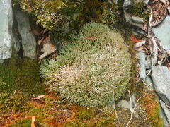Cladonia squamosa