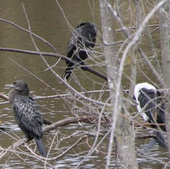 Phalacrocorax sulcirostris