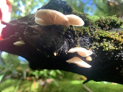Crepidotus mollis