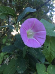 Calystegia sepium spectabilis