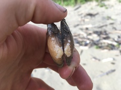 Strophitus undulatus