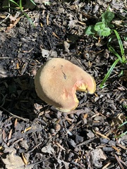 Xerocomus subtomentosus