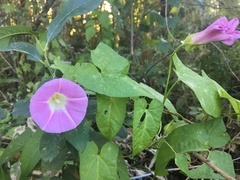 Calystegia sepium spectabilis