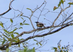 Dendrocitta vagabunda
