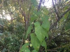 Calystegia sepium spectabilis